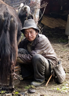 milking a yak cow Tibet Spring Brook Ranch